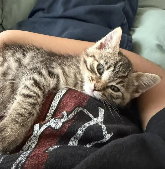 A baby small-sized female Domestic Short Hair cat named Ruby for adoption in Sacramento, CA