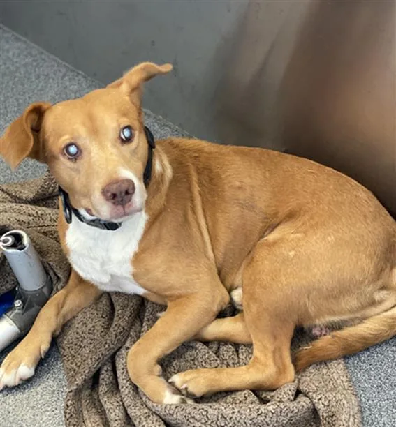 A senior large-sized male Mixed Breed dog named Milo for adoption in Dallas, TX