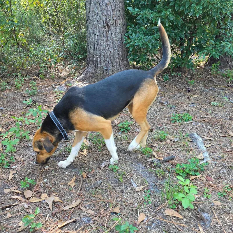 A young medium-sized female Hound dog named Stella for adoption in Valdosta , GA