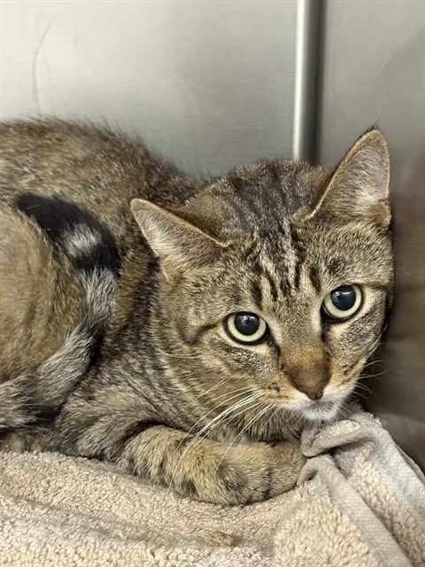 A young medium-sized male Domestic Short Hair cat named Theo for adoption in Upper Marlboro, MD
