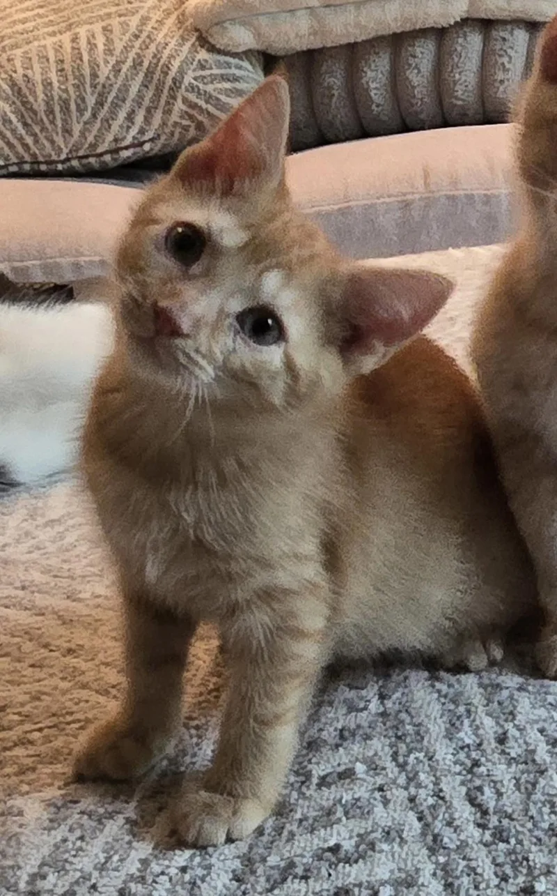A baby small-sized female Orange / Red Domestic Short Hair cat named Faith for adoption in Indianapolis, IN