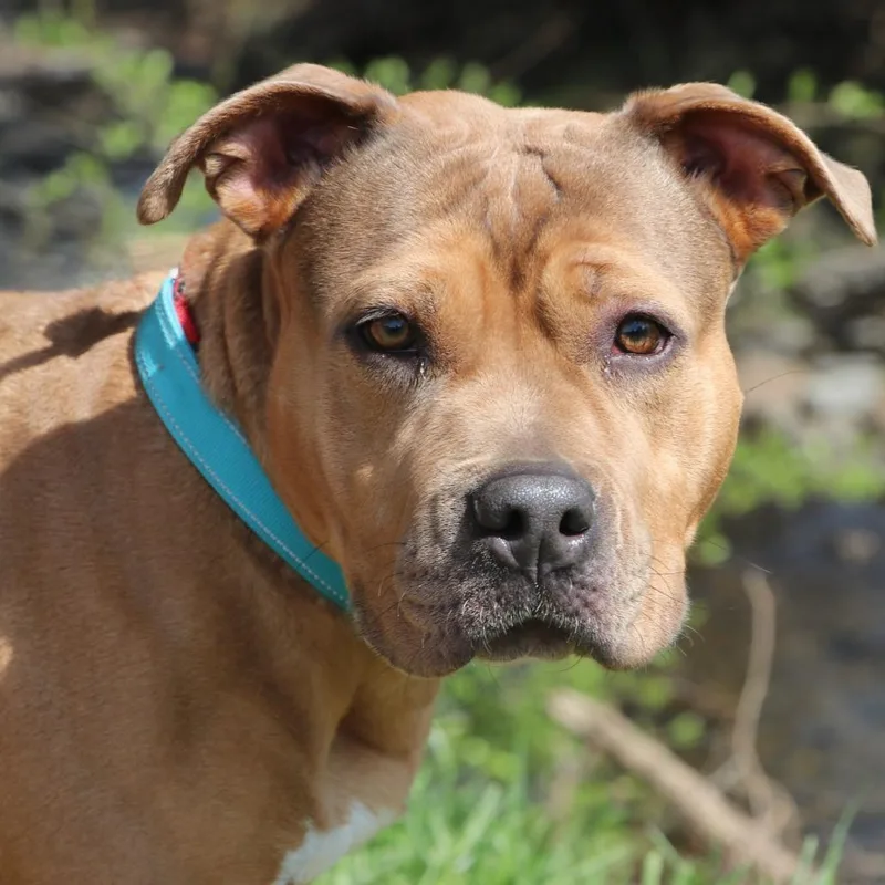 An adult medium-sized female Yellow / Tan / Blond / Fawn Mixed Breed dog named Honeybun for adoption in Allentown, PA
