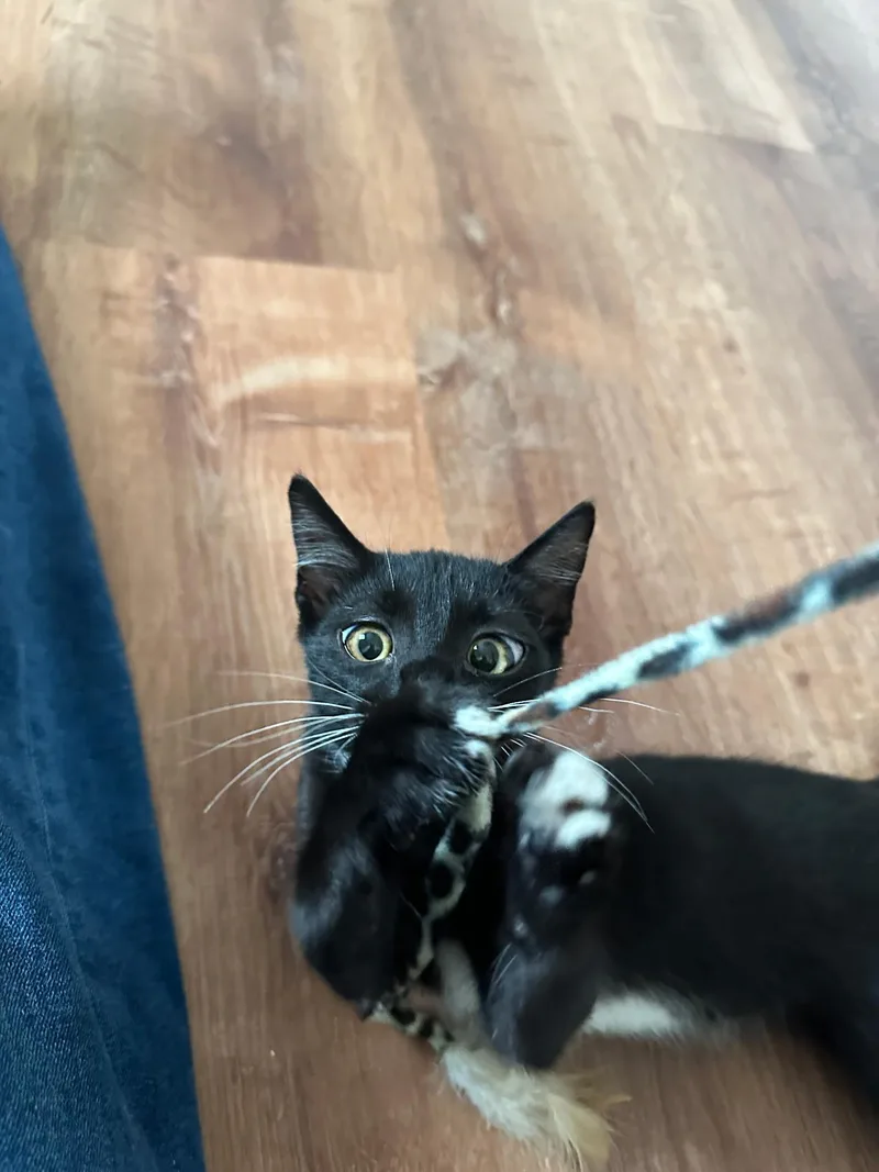 A young medium-sized male Black & White / Tuxedo Domestic Short Hair cat named Cleo for adoption in Columbia, MO
