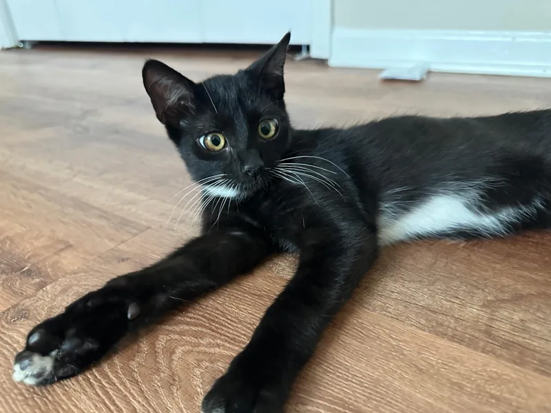 Cleo thumbnail 3
