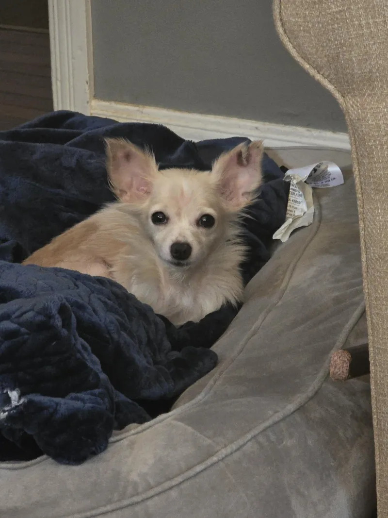 An adult medium-sized female Chihuahua dog named Fluff for adoption in Ashville, OH