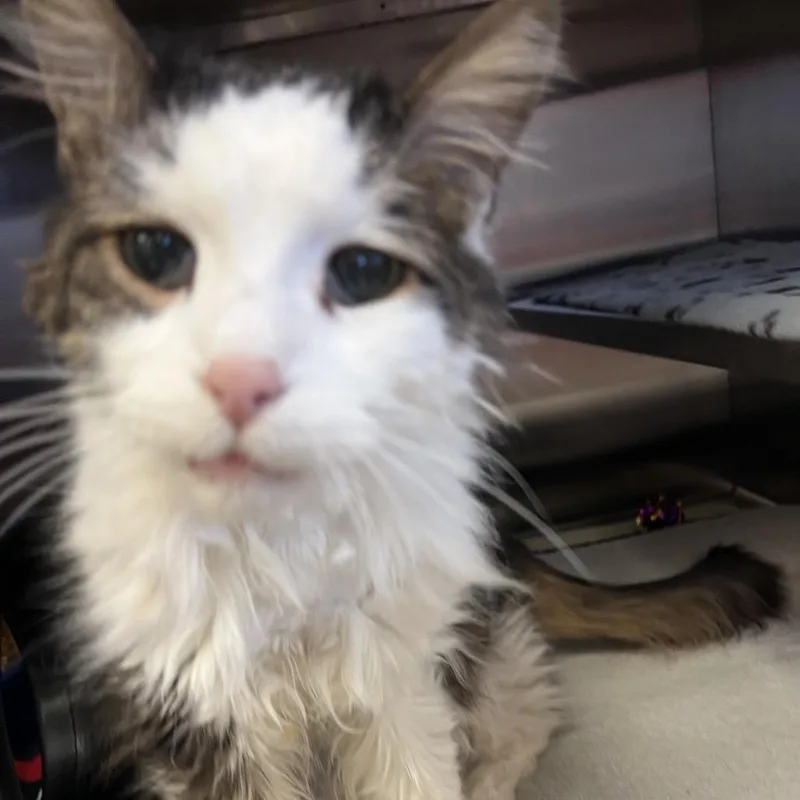 A senior medium-sized male Black Domestic Medium Hair cat named Swiffer: Visit Me At for adoption in Bristol, IN