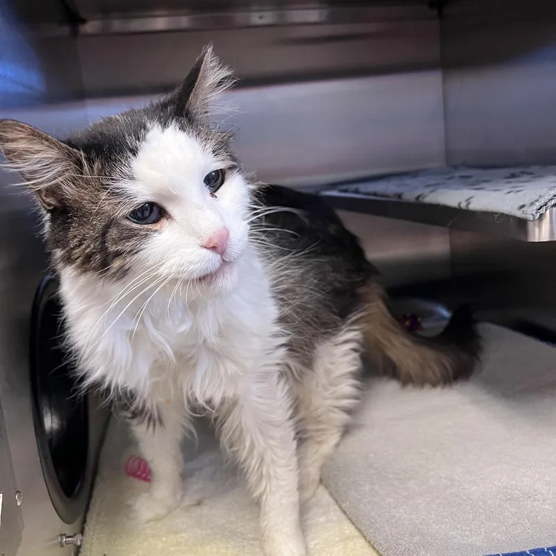 Swiffer: Visit Me At thumbnail 2