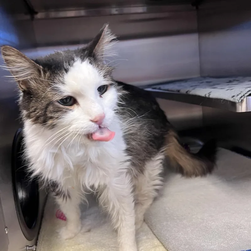 Swiffer: Visit Me At thumbnail 3