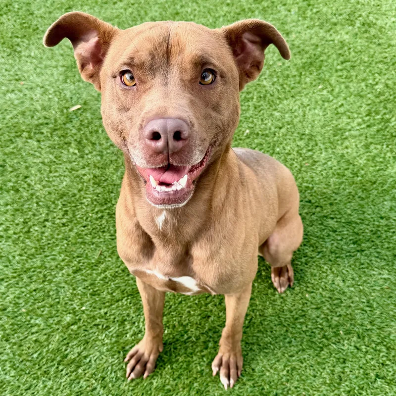 A young medium-sized female Brown / Chocolate Mixed Breed dog named Miss Evie Bean for adoption in Cranston, RI