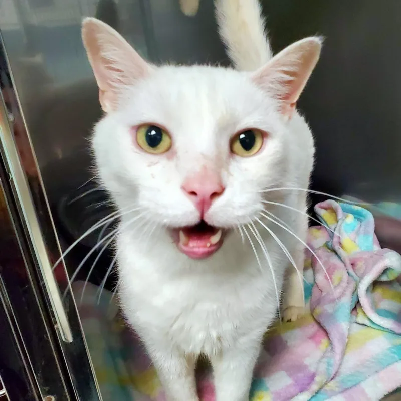 A senior large-sized male White Domestic Short Hair cat named Mittens for adoption in PITTSBURGH, PA