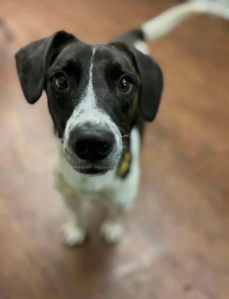 An adult medium-sized male Hound dog named Chopper for adoption in Howes Cave, NY