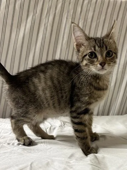 A young small-sized female Domestic Short Hair cat named Ladybug for adoption in Phoenix, AZ