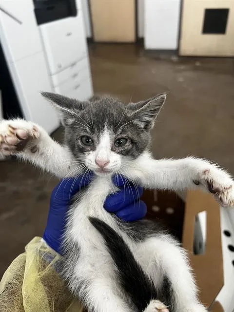 A baby medium-sized male Domestic Medium Hair cat named Rummie for adoption in Dallas, TX
