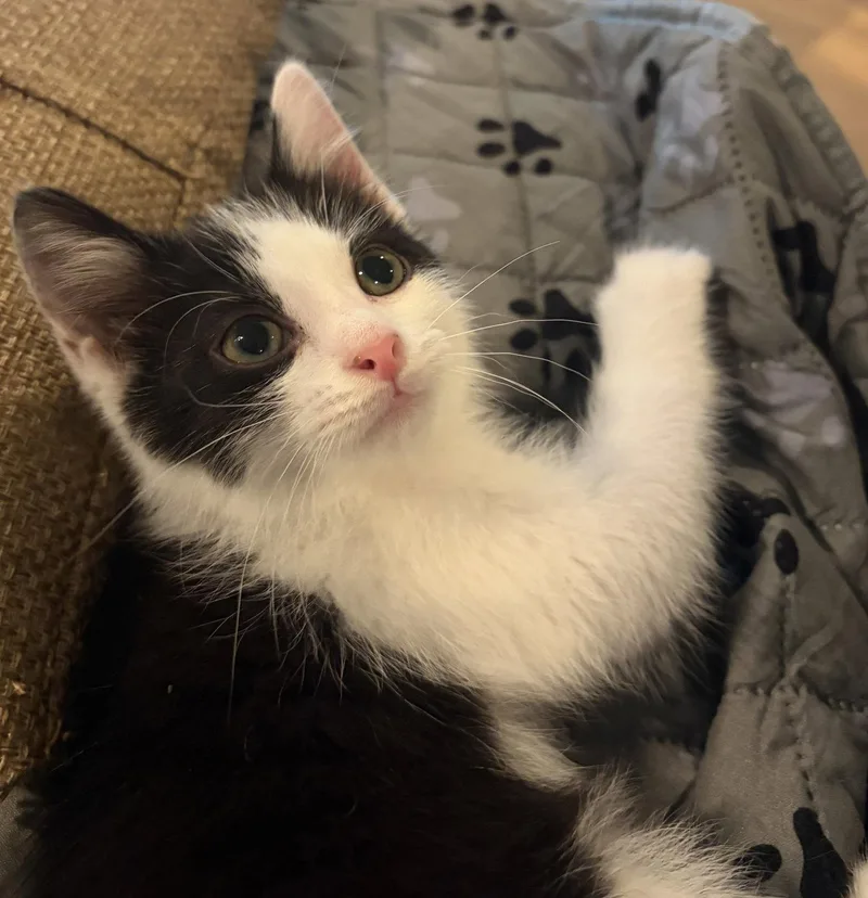 A baby medium-sized male Black & White / Tuxedo Domestic Short Hair cat named Figaro for adoption in Reston, VA