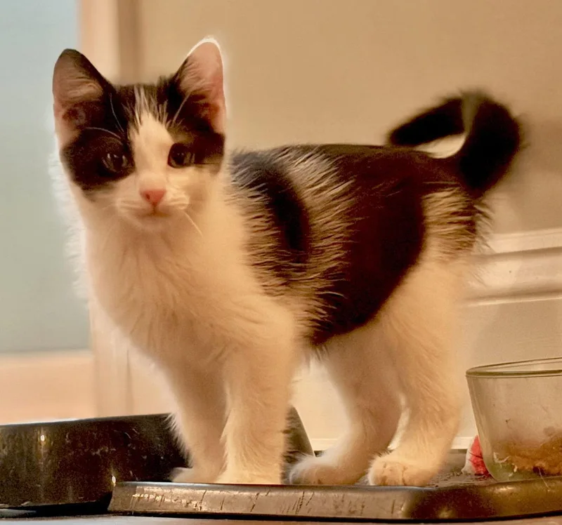 Figaro thumbnail 2