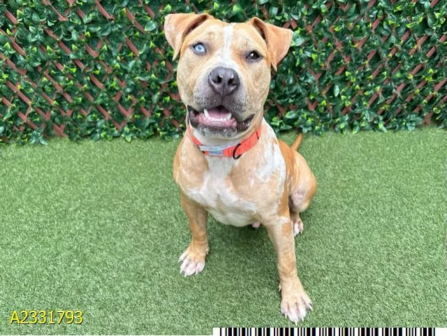 A young medium-sized male Mixed Breed dog named Specter for adoption in West Palm Beach, FL