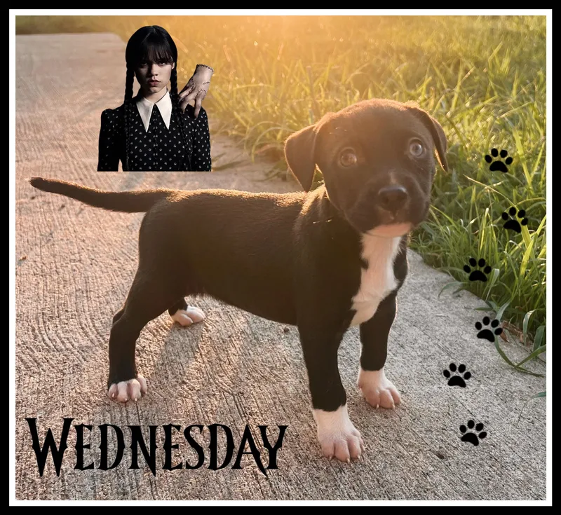 Wednesday