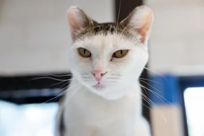 An adult small-sized male Domestic Short Hair cat named Milton for adoption in Golden Valley, MN