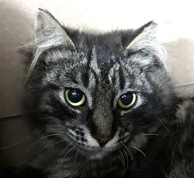 A young medium-sized male Domestic Short Hair cat named Portobello for adoption in Dedham, MA