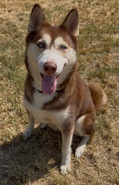Nova