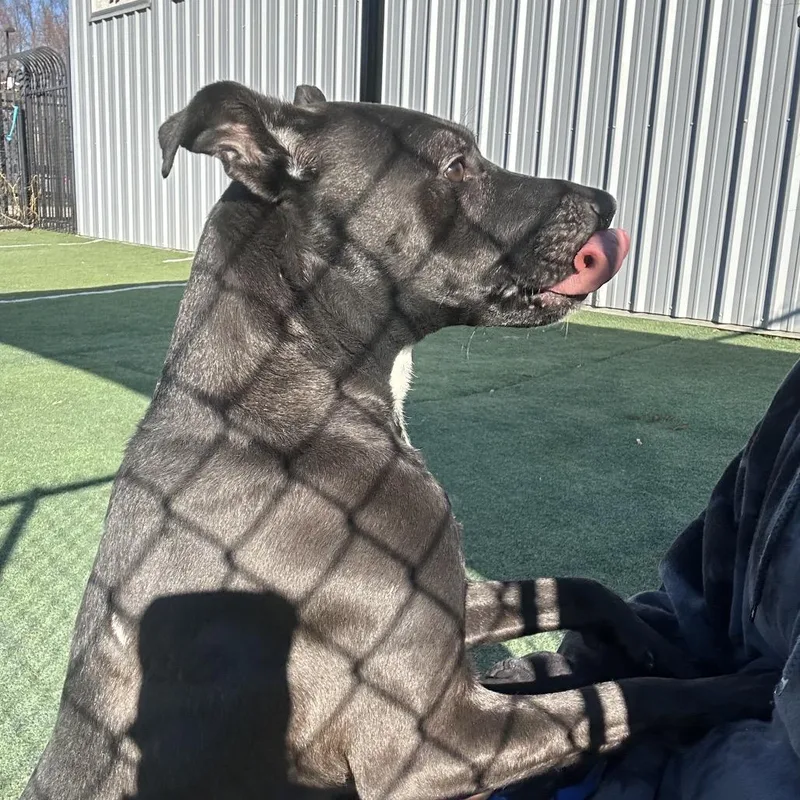 Eponine Coco thumbnail 6