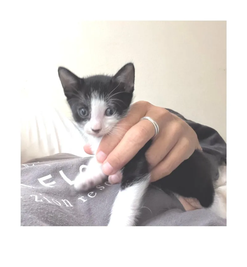 A baby small-sized male Black Domestic Short Hair cat named Fidget for adoption in San Pedro, CA