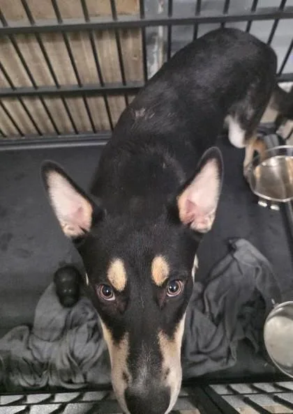 A young medium-sized male Shepherd dog named Icarus for adoption in Clinton, MO