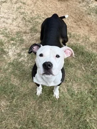 An adult medium-sized female Pit Bull Terrier dog named Dutchess for adoption in Atlanta, GA