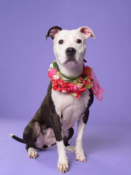 Dutchess thumbnail 3