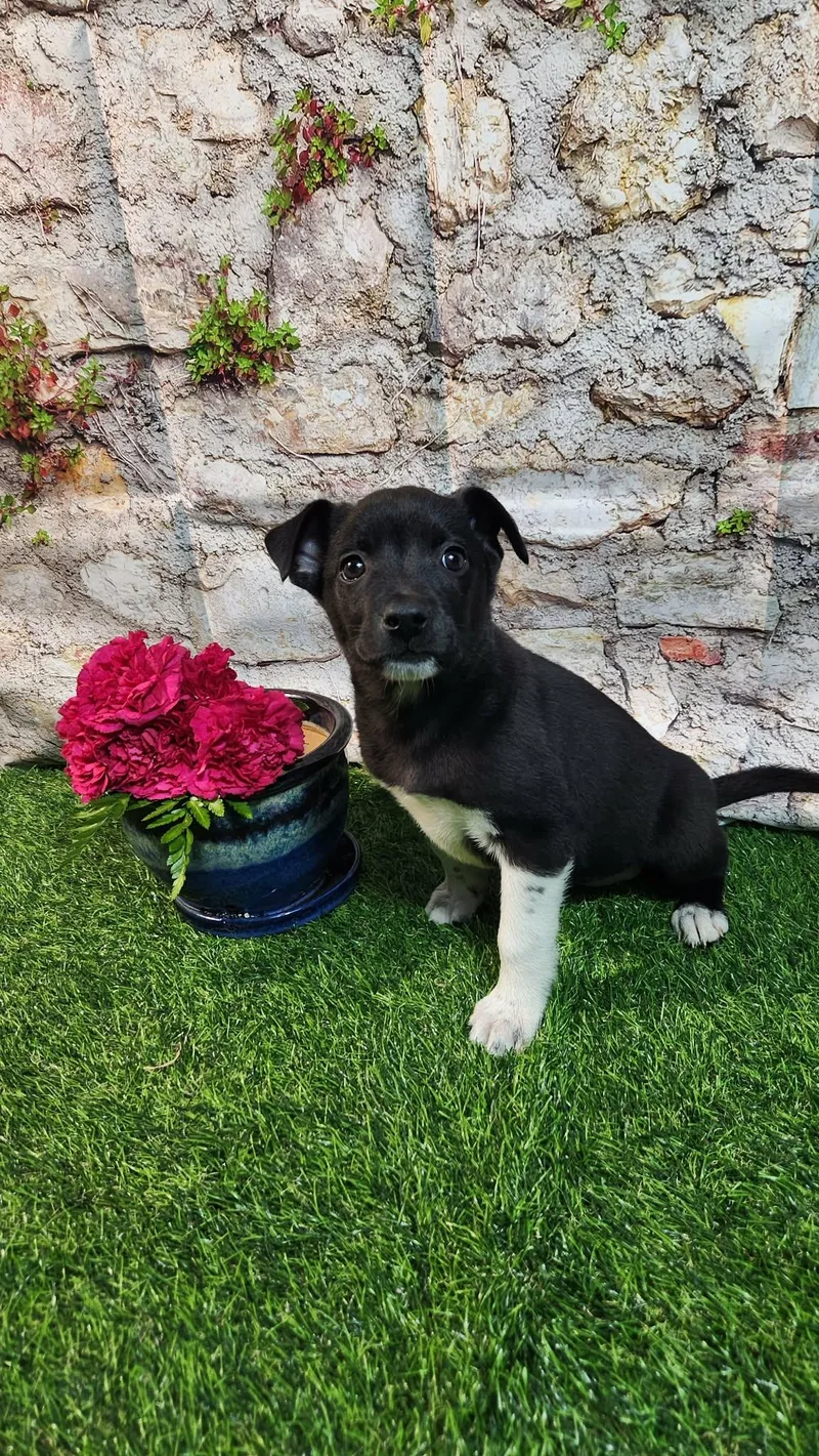 Sophie Al thumbnail 2