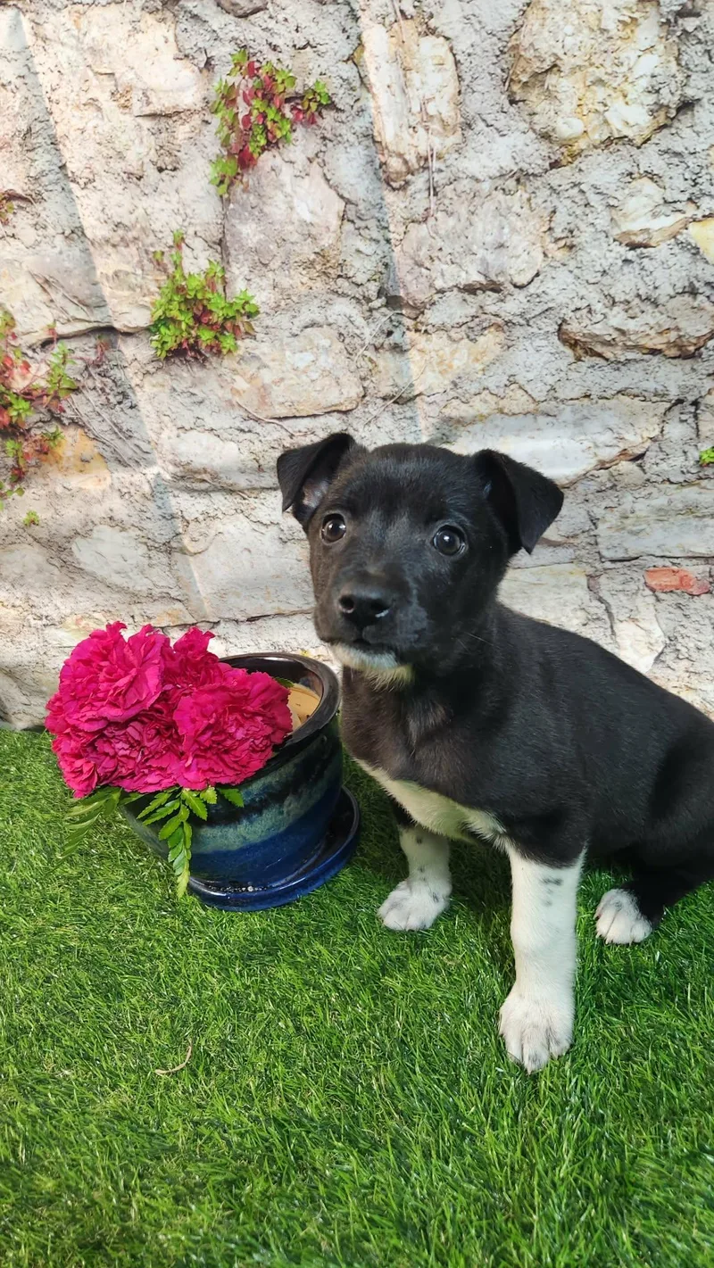 Sophie Al thumbnail 3