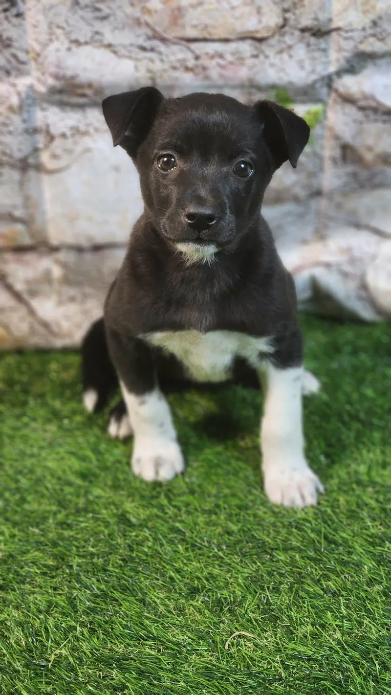 Sophie Al thumbnail 4