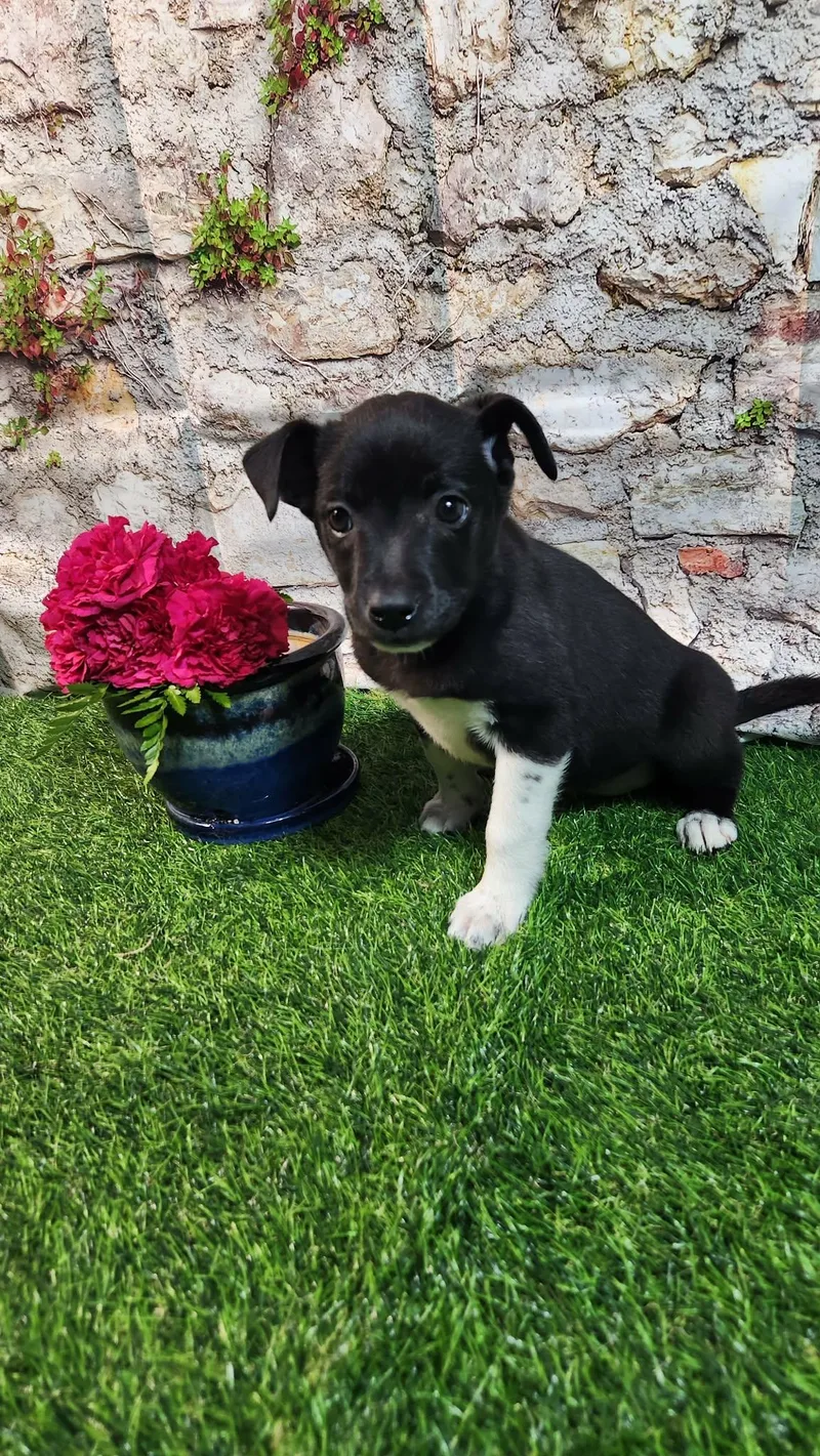 Sophie Al thumbnail 5