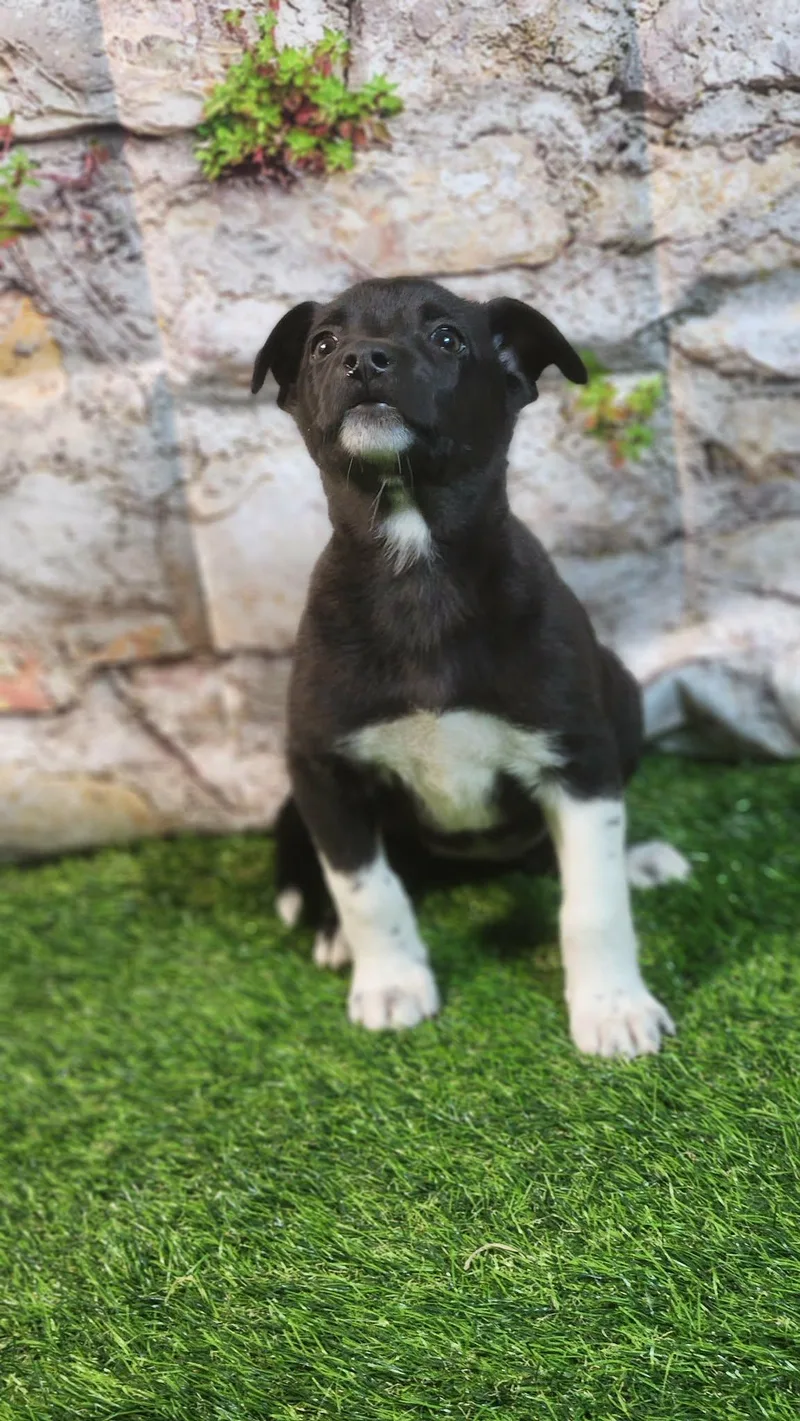 Sophie Al thumbnail 6