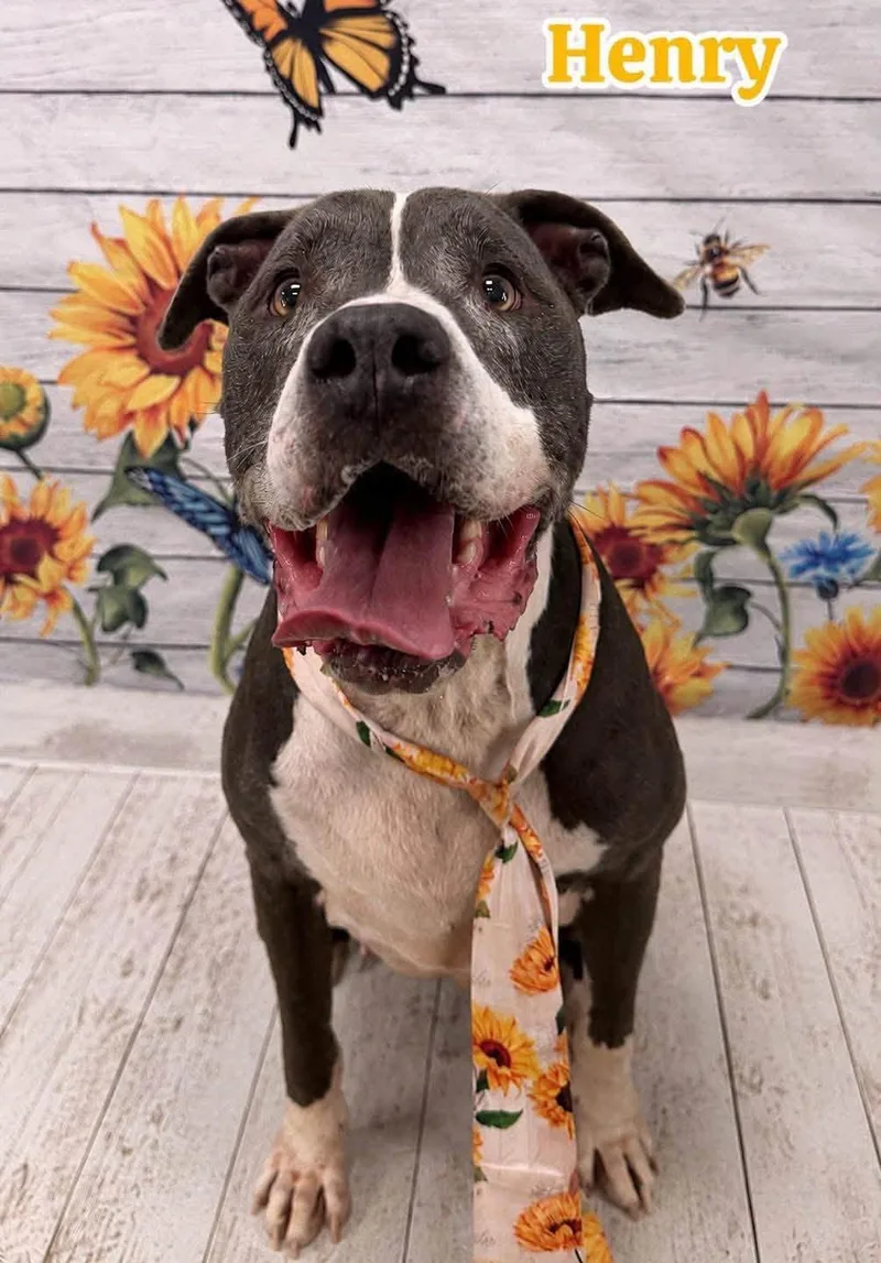 A senior large-sized male Gray / Blue / Silver Mixed Breed dog named Henry for adoption in Flint, MI