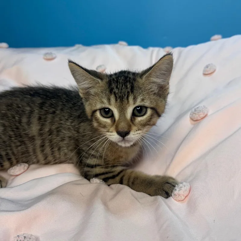A baby small-sized female Brown / Chocolate Domestic Short Hair cat named Lily for adoption in San Antonio, TX