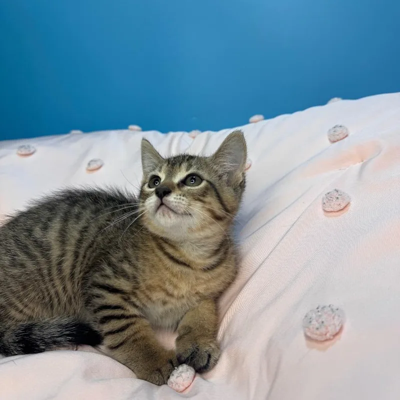 Lily thumbnail 2