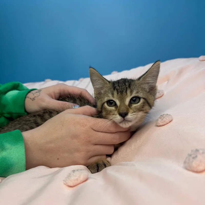 Lily thumbnail 3