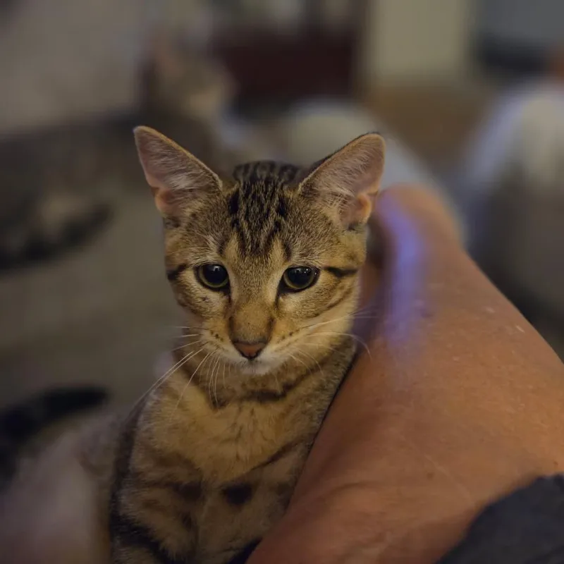 A young small-sized female Brown / Chocolate Domestic Short Hair cat named Weizzy for adoption in Edwardsville, IL