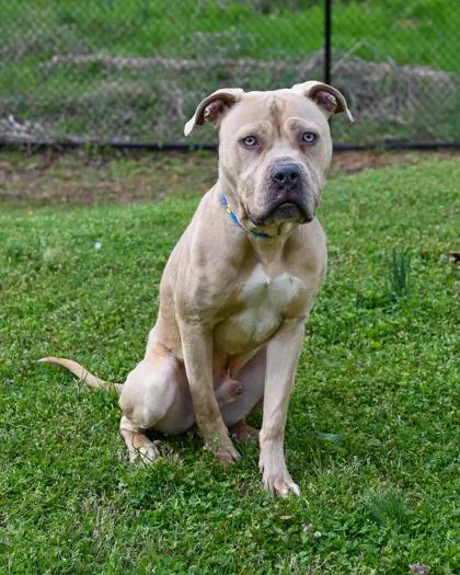 An adult large-sized male Mixed Breed dog named Luthan for adoption in Chamblee, GA