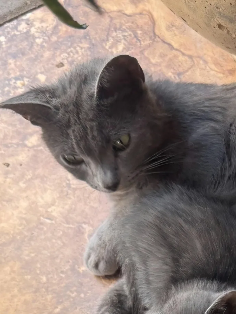 A young medium-sized female Gray / Blue / Silver Russian Blue cat named Chaya for adoption in Mesa, AZ
