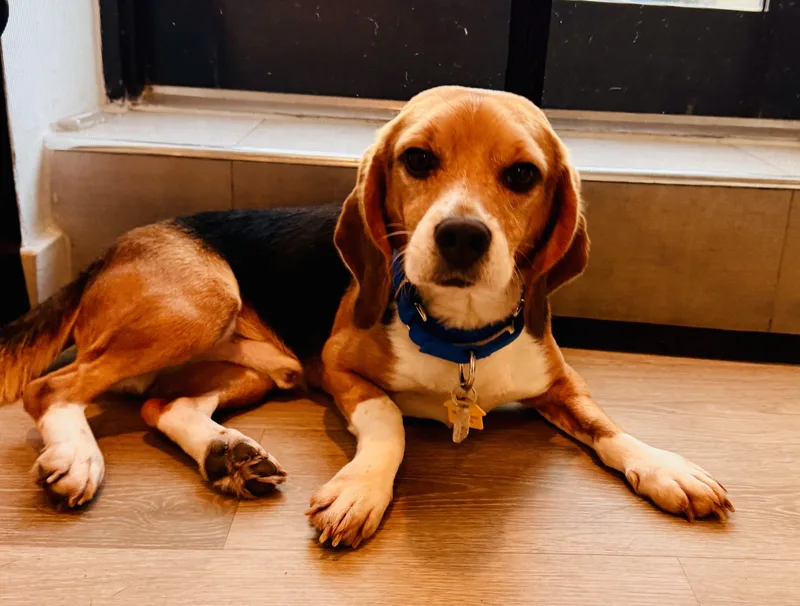 An adult medium-sized male Tricolor (Brown, Black, & White) Beagle dog named Fruit Loop for adoption in South Plainfield, NJ