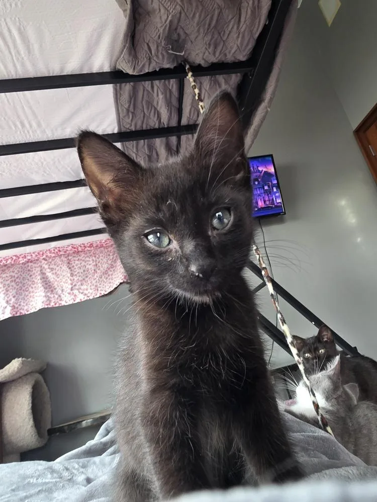 A baby medium-sized male Black Domestic Short Hair cat named Carlos for adoption in Clinton Township, MI