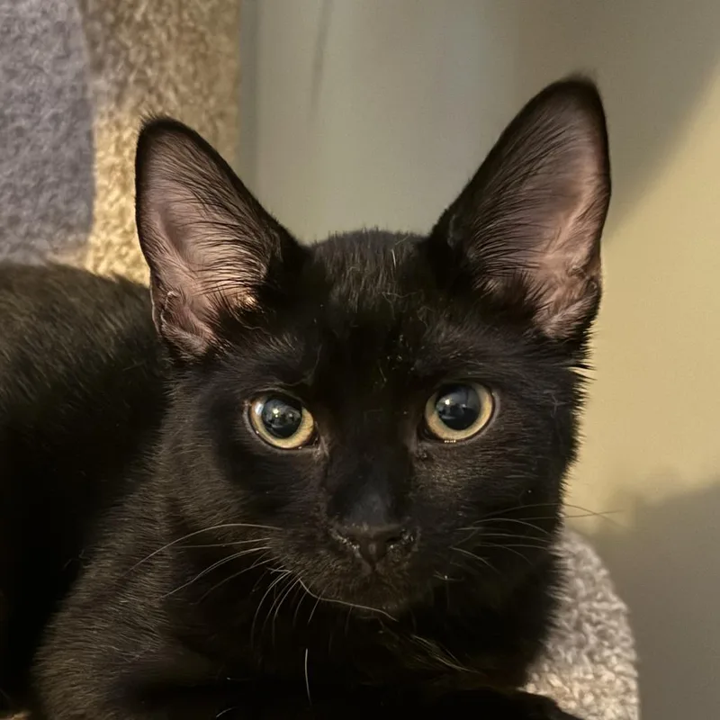 A baby medium-sized male Black Domestic Short Hair cat named Anton for adoption in Grand Rapids, MN