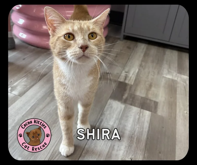 Shira