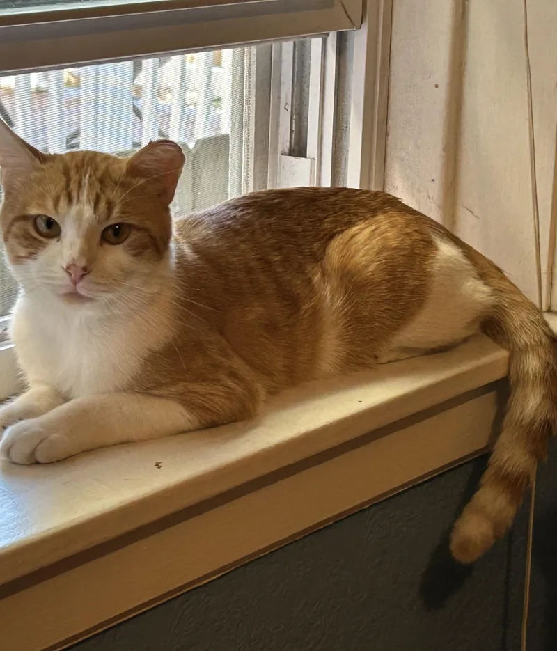 An adult medium-sized male Orange & White Domestic Short Hair cat named Sherb for adoption in Chicago, IL