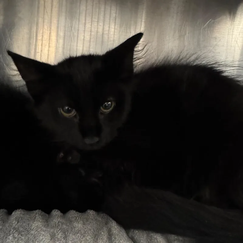A baby small-sized female Black Domestic Short Hair cat named Flora for adoption in West Palm Beach, FL
