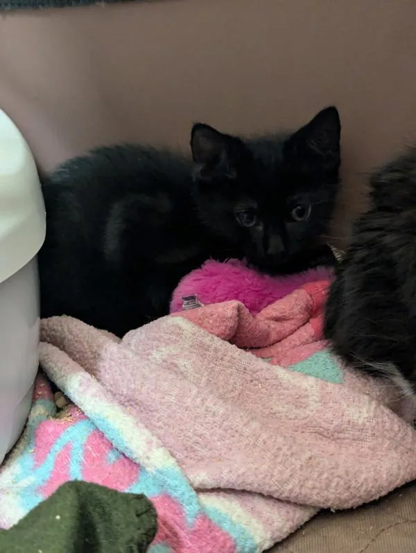 Sweet Pea thumbnail 3