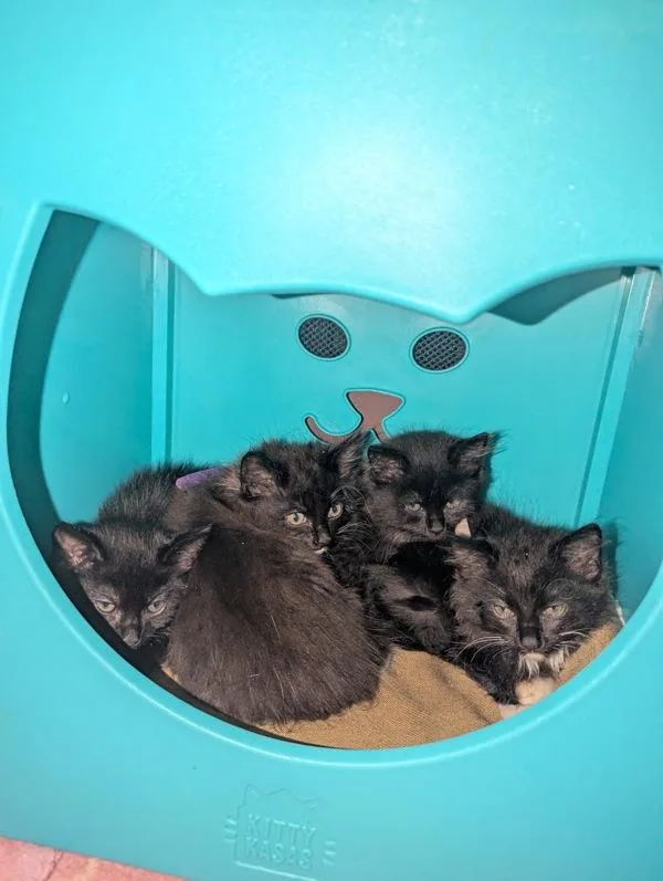 Sweet Pea thumbnail 4