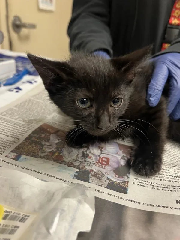 Sweet Pea thumbnail 5